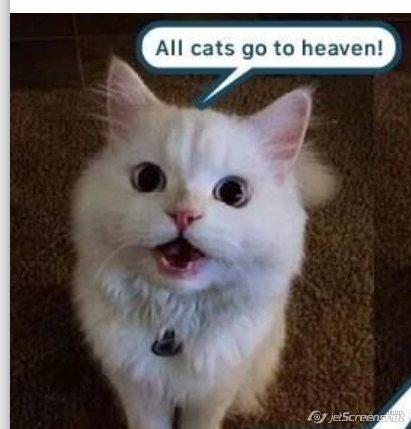 all cats go to heaven