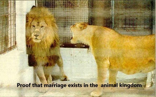 Proof that marriage exists in the  animal kingdom